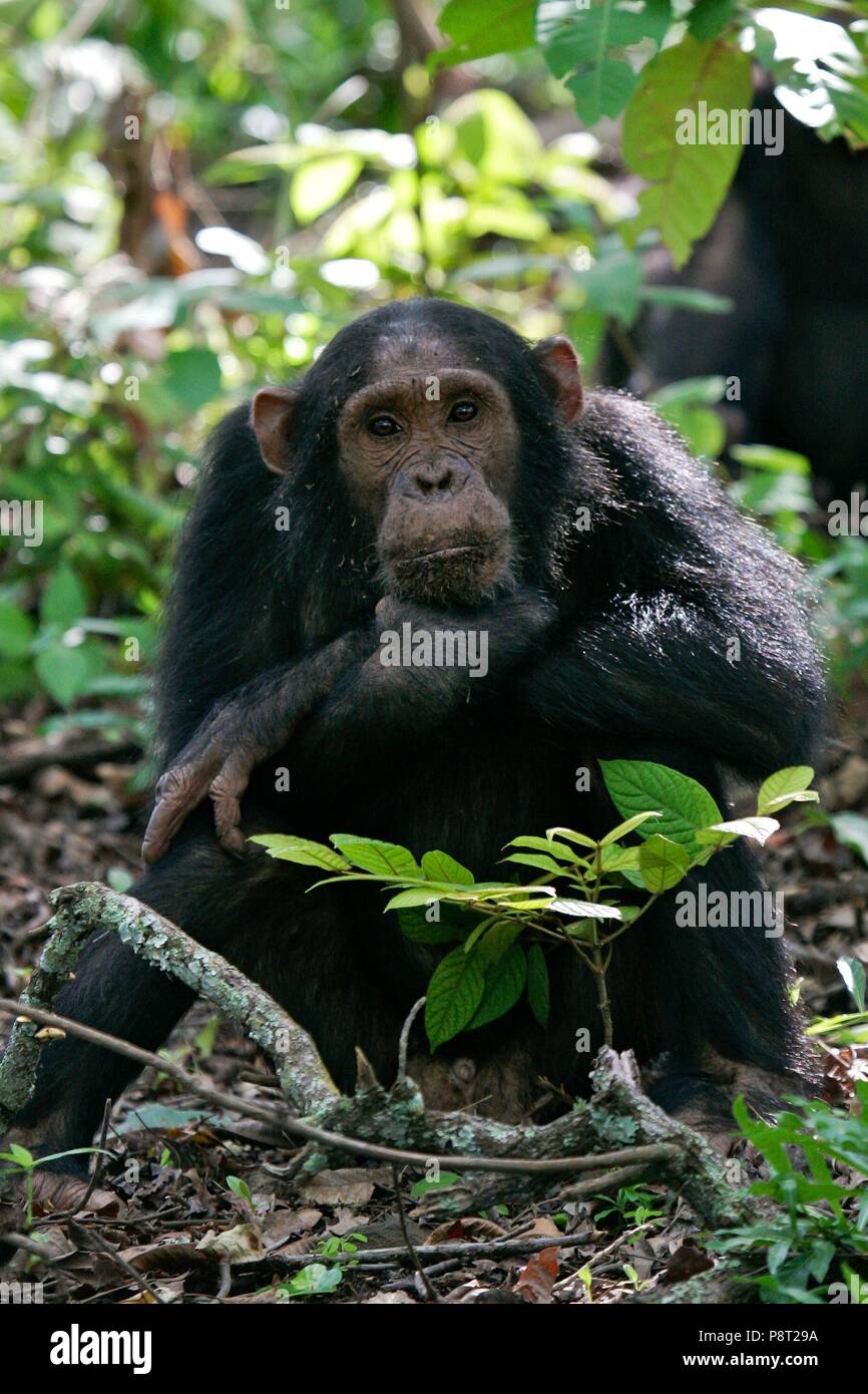 Östliche Schimpanse (Pan troglodytes schweinfurthii) Weibliche nachdenklich im Regenwald sitzend, Gombe Stream Nationalpark, Tansania | Verwendung weltweit Stockfoto