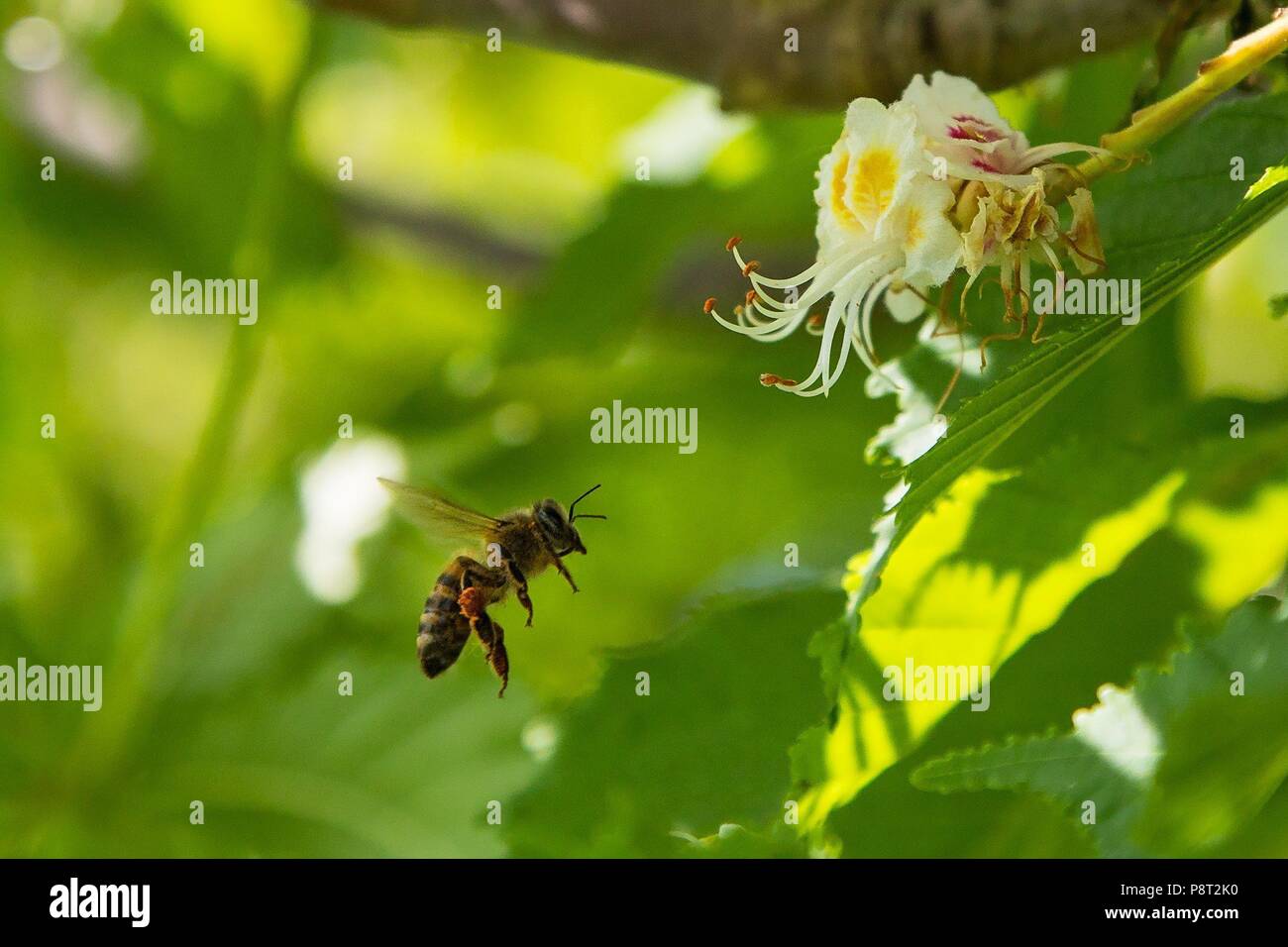 Honig Biene (Apis mellifica) Arbeitnehmer Nektar sammeln von Horse-Chestnut (Aesculus hippocastanum) Blüte, Hessen, Deutschland | Verwendung weltweit Stockfoto