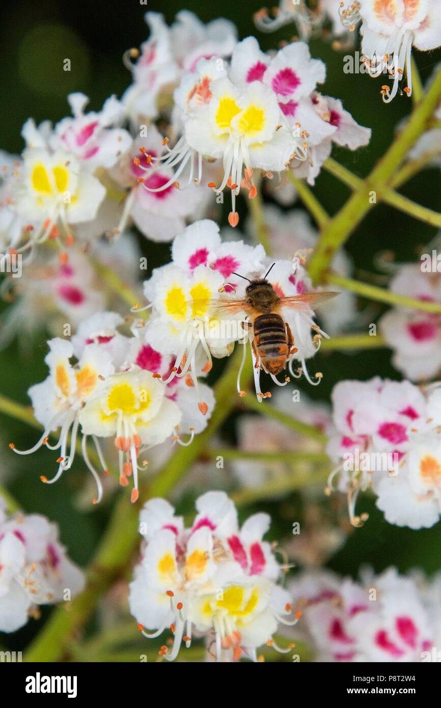 Honig Biene (Apis mellifica) Arbeitnehmer Nektar sammeln von Horse-Chestnut (Aesculus hippocastanum) Blüte, Hessen, Deutschland | Verwendung weltweit Stockfoto