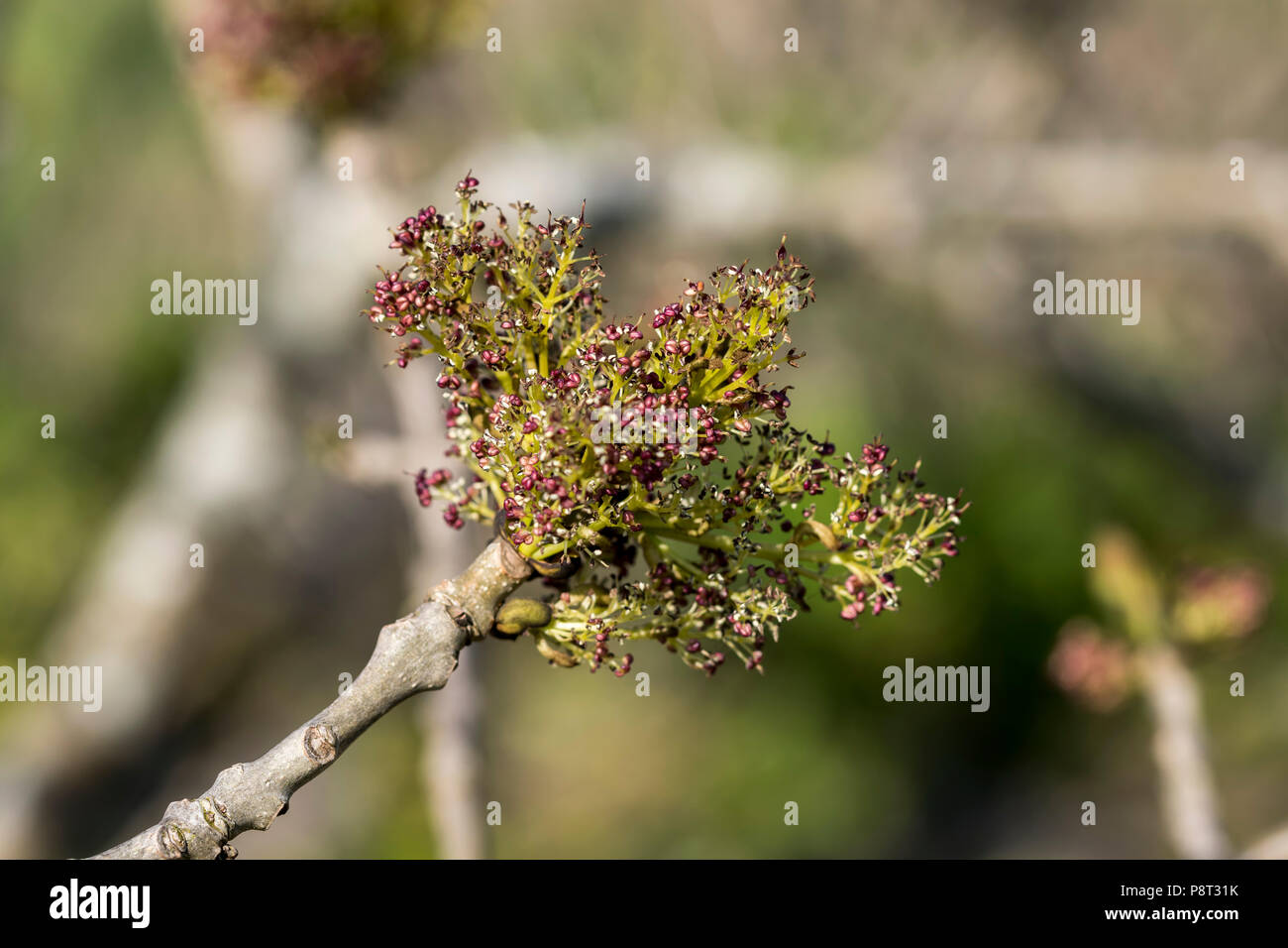 Gemeinsame Esche Fraxinus excelsior Frühjahr Blütenknospen Stockfoto