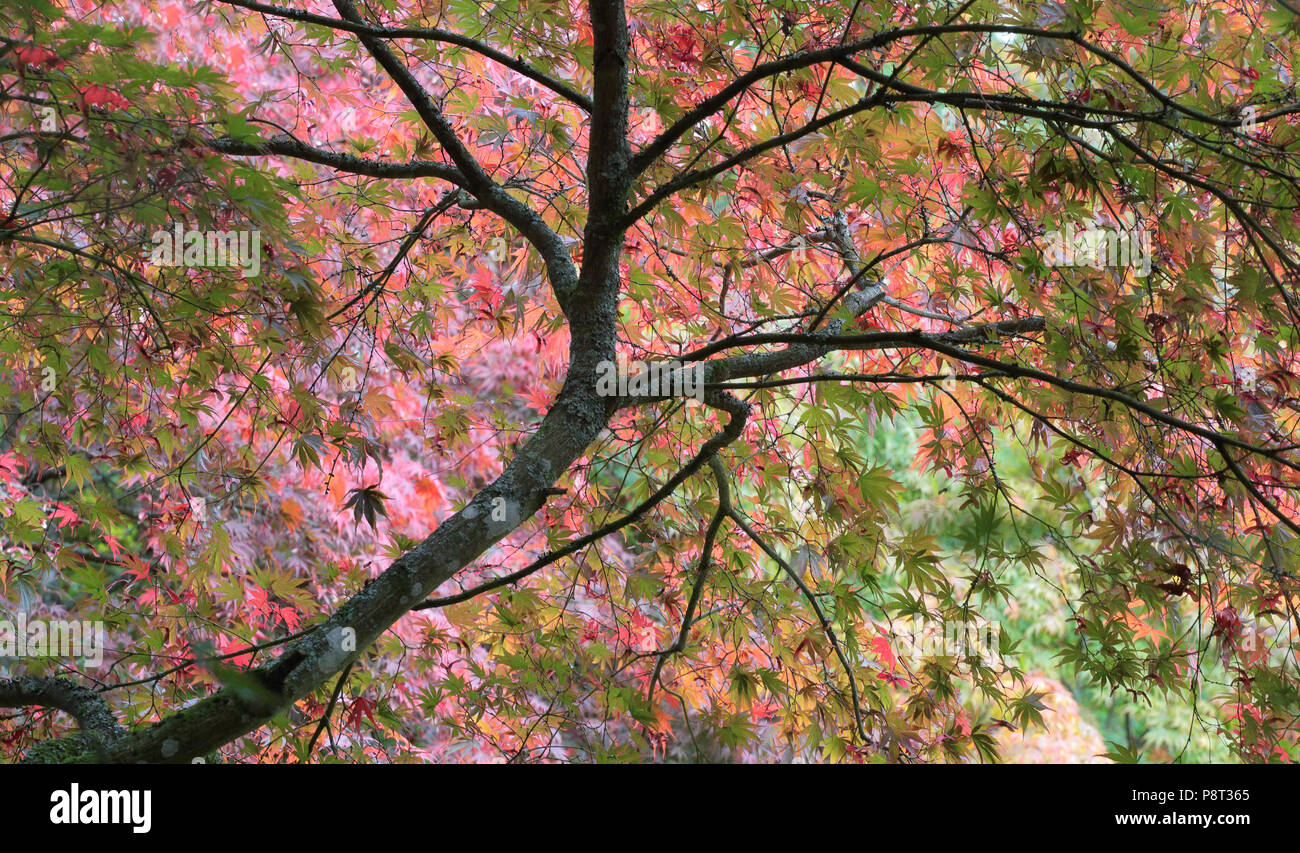 Buntes Herbstlaub Stockfoto