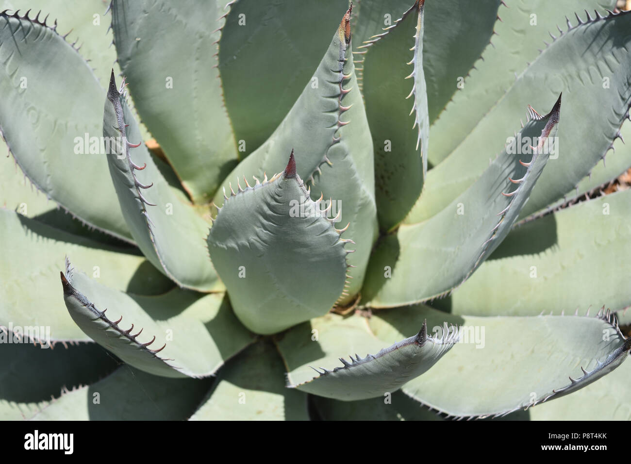 Aloe Vera ist eine Sukkulente mit scharfen Stacheln entlang der Bltter  Stockfotografie - Alamy