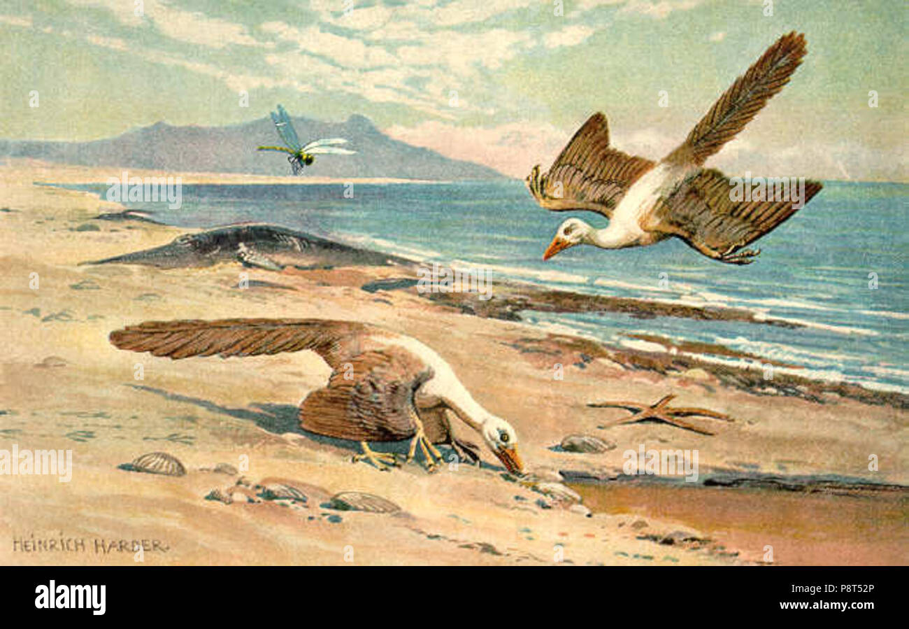 . 39 Archeopteryx Farbe Stockfoto