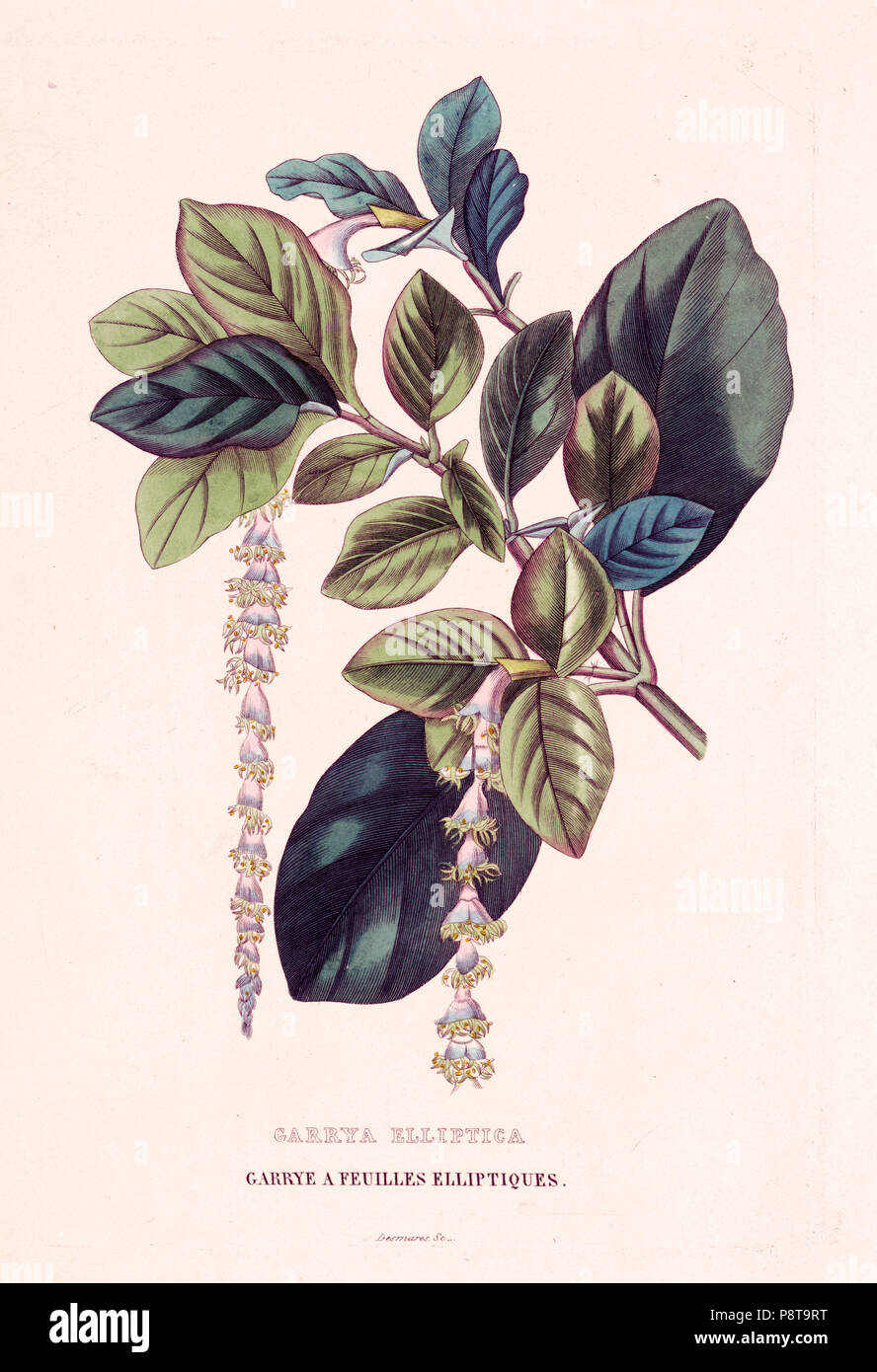 Garrya elliptica, garrye ein feuilles elliptiques ca 1850-1900 Stockfoto