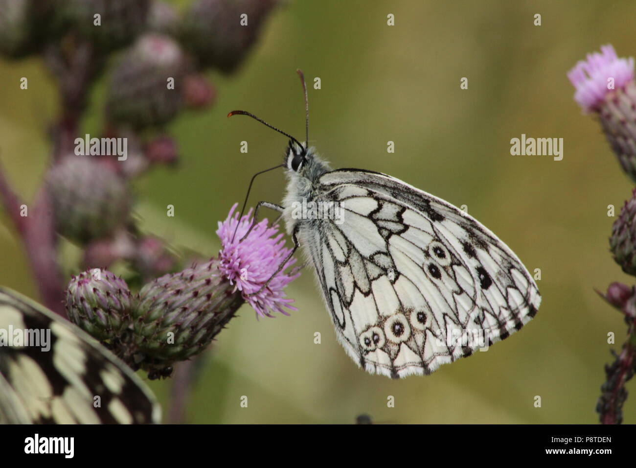 Schmetterling auf Blume. Stockfoto