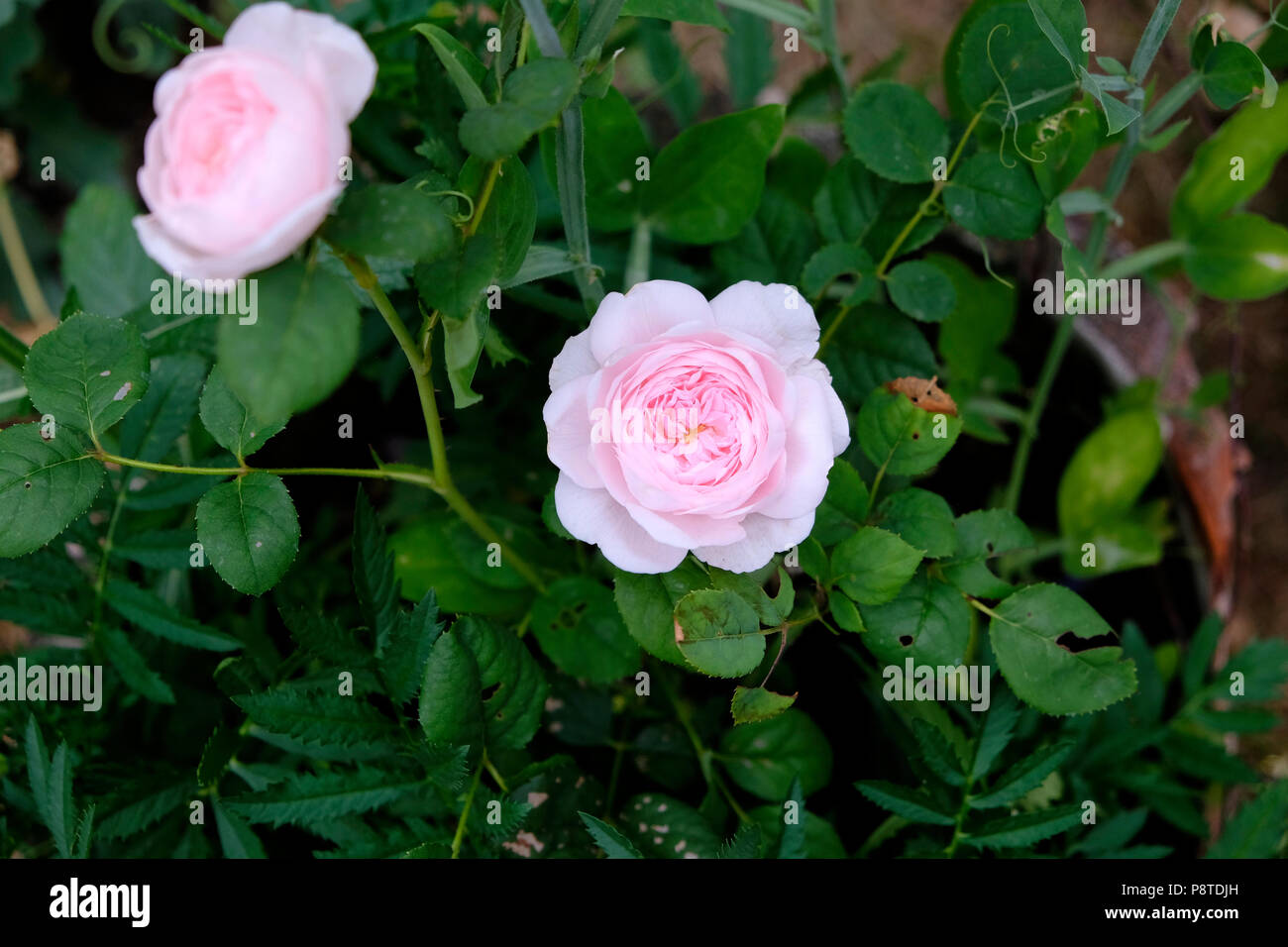Duftende Rosa Königin von Schweden weiche rosa Rosen propagiert von einem Schnitt blühende in einem Rosengarten wachsen Juli Sommer Wales UK KATHY DEWITT Stockfoto