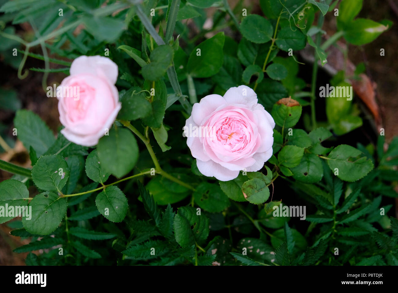 Duftende Rosa Königin von Schweden weiche rosa Rosen propagiert von einem Schnitt blühende in einem Rosengarten wachsen Juli Sommer Wales UK KATHY DEWITT Stockfoto