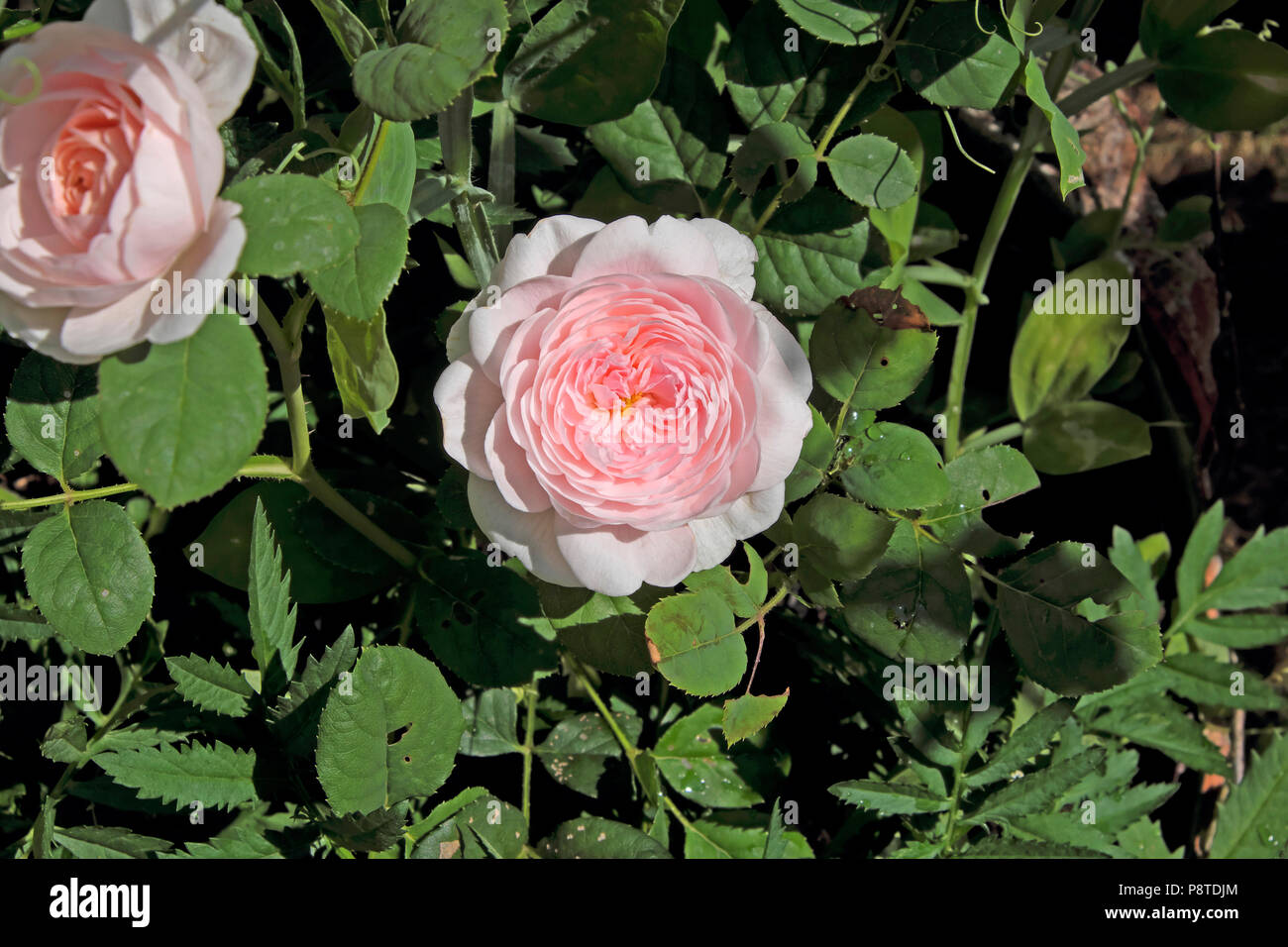 Duftende Rosa Königin von Schweden weiche rosa Rosen propagiert von einem Schnitt blühende in einem Rosengarten wachsen Juli Sommer Wales UK KATHY DEWITT Stockfoto