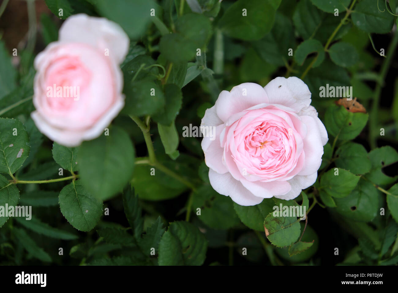 Duftende Rosa Königin von Schweden weiche rosa Rosen propagiert von einem Schnitt blühende in einem Rosengarten wachsen Juli Sommer Wales UK KATHY DEWITT Stockfoto