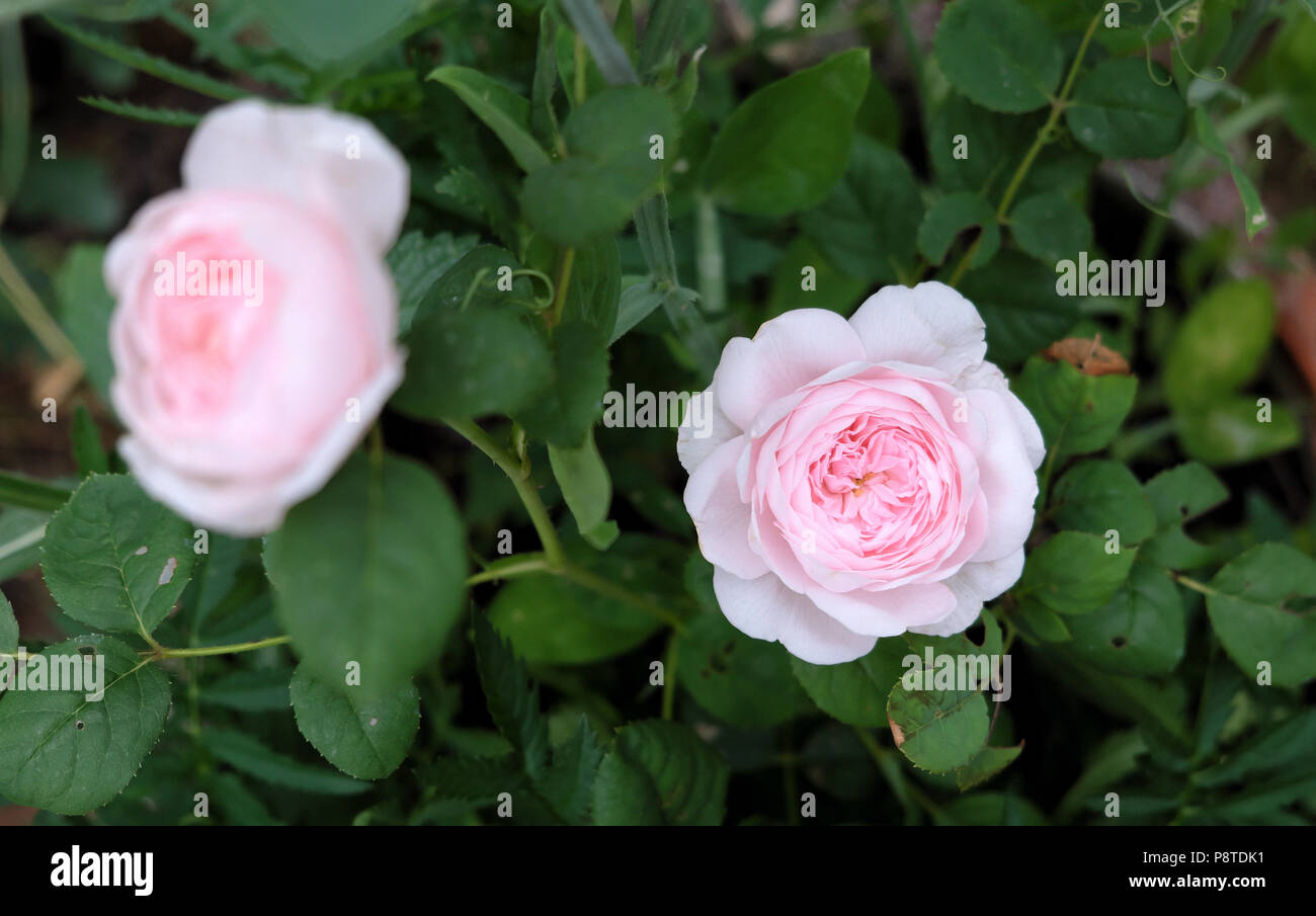 Duftende Rosa Königin von Schweden weiche rosa Rosen propagiert von einem Schnitt blühende in einem Rosengarten wachsen Juli Sommer Wales UK KATHY DEWITT Stockfoto