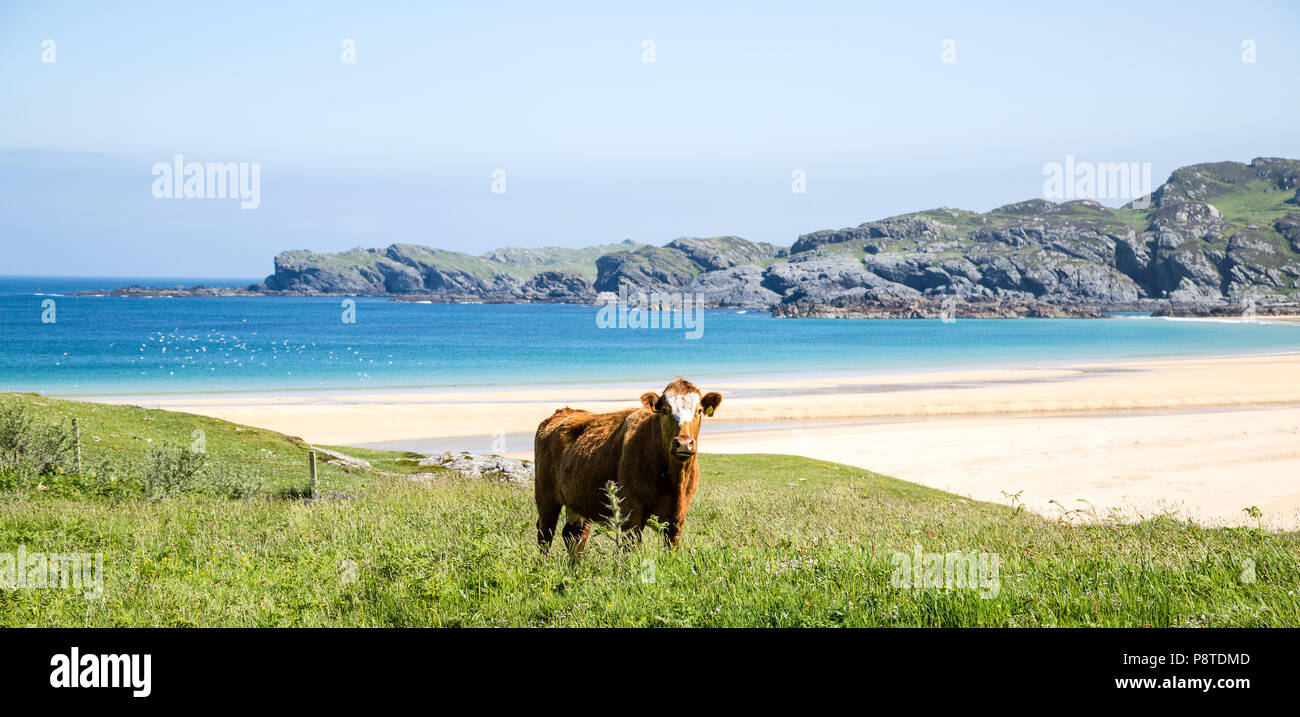 Kuh, die auf Gras am Strand, in Colonsay, Argyll und Bute, Westküste Schottlands, steht Stockfoto