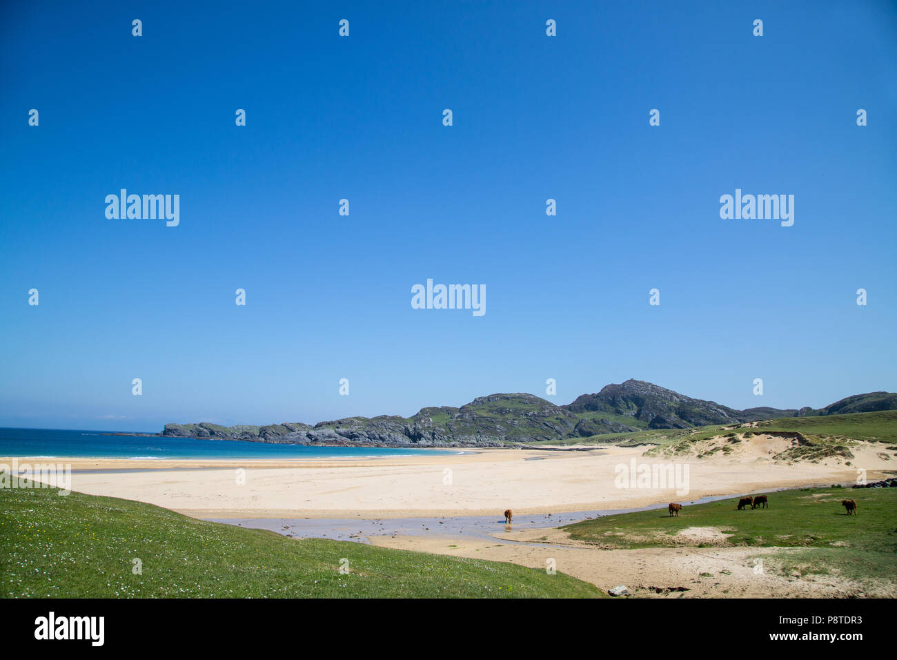 Schöner Sandstrand mit Rindern, Colonsay, Argyll und Bute, Westküste Schottlands Stockfoto