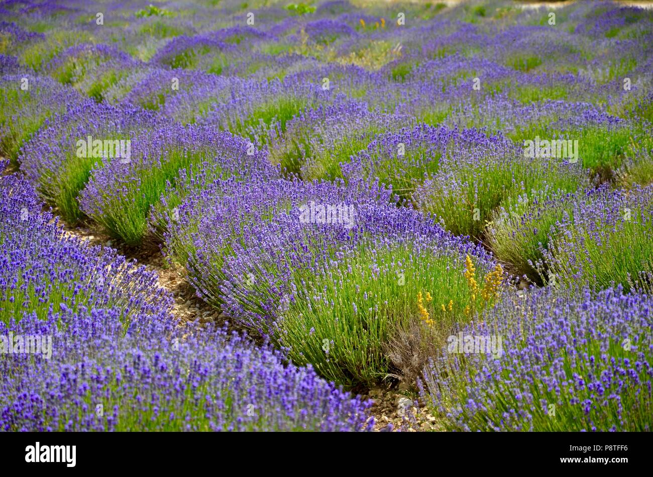 Blühende Lavendelfelder in der Provence in der Nähe von Valensole, Landwirtschaft, Natur, Umwelt, Kräuter, Sommer, saisonale, Farbe, schöne Ferienhäuser, Wanderwege Stockfoto