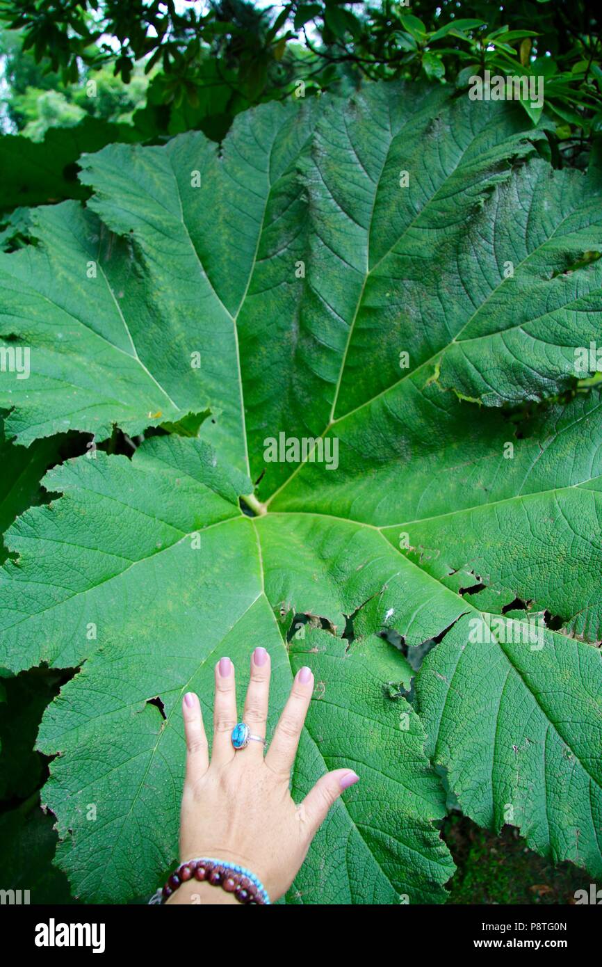 Riesige Blatt in die Botanischen Gärten der Villa Carlotta am Comer See Stockfoto