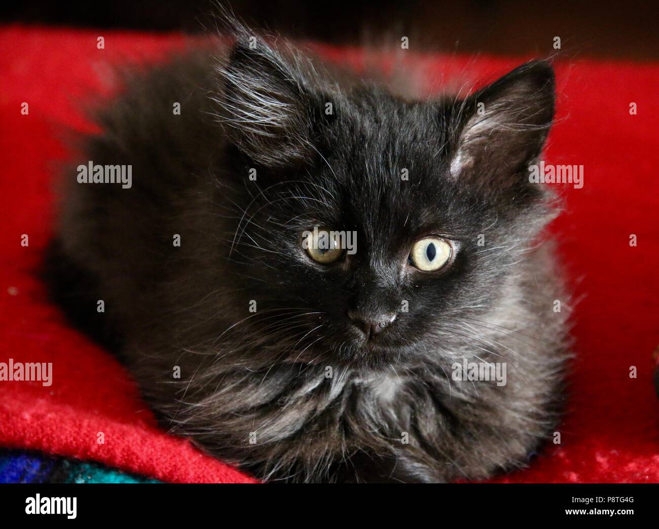 Langhaarige schwarze Kätzchen 5 Wochen alt auf einer roten Decke Stockfoto