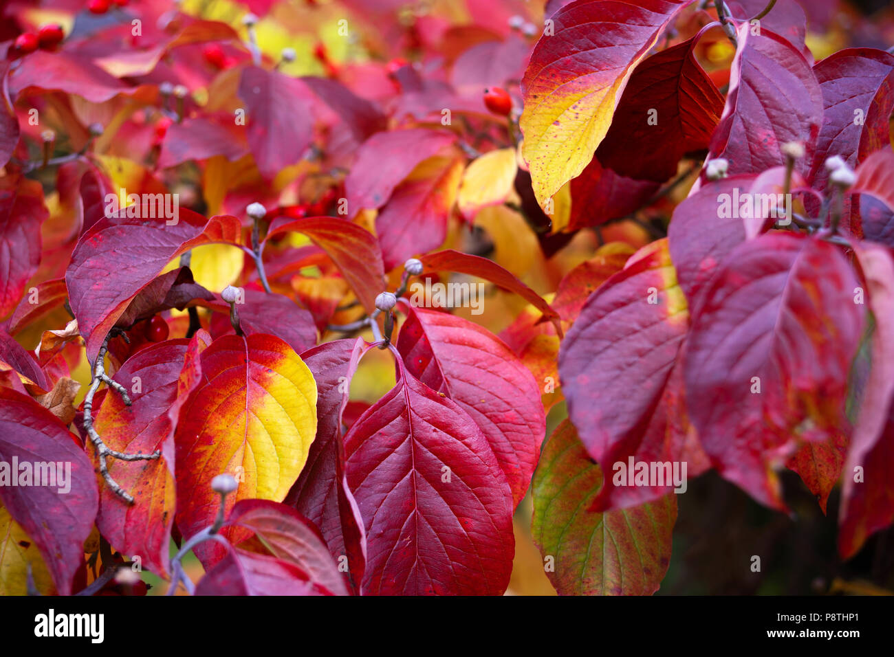 Nahaufnahme von roten Herbstlaub auf einem Baum im Freien Stockfoto