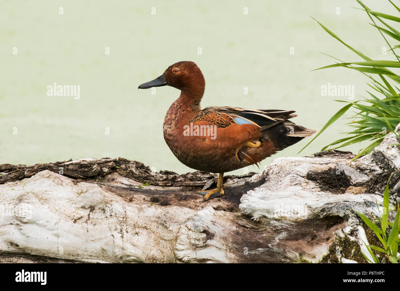 Cinnamon Teal; Feder. Ninepipes National Wildlife Refuge, Montana Stockfoto