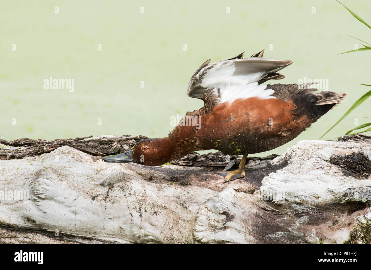 Cinnamon Teal; Feder. Ninepipes National Wildlife Refuge, Montana Stockfoto