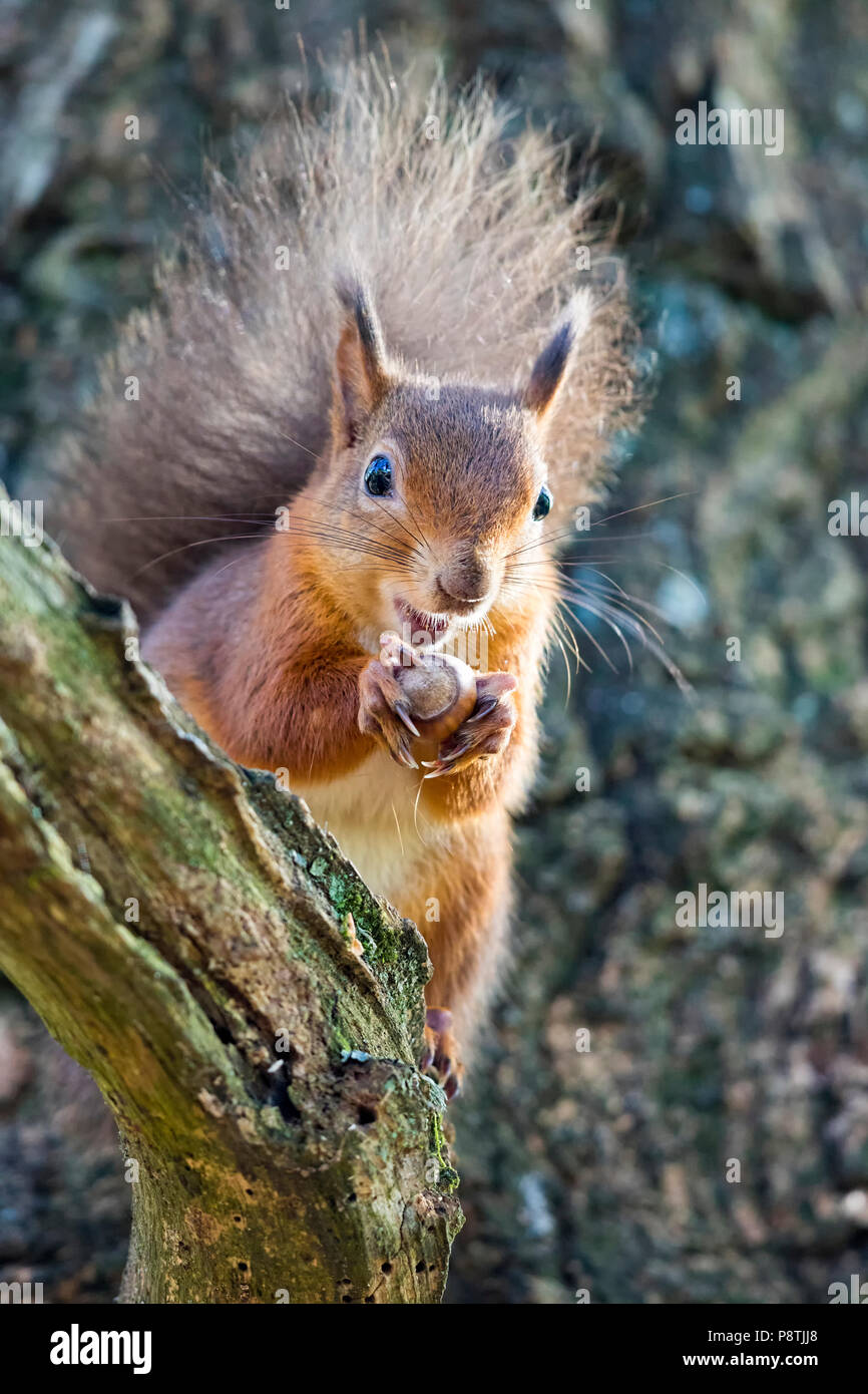 Eichhörnchen essen von Muttern in einem Baum Stockfoto