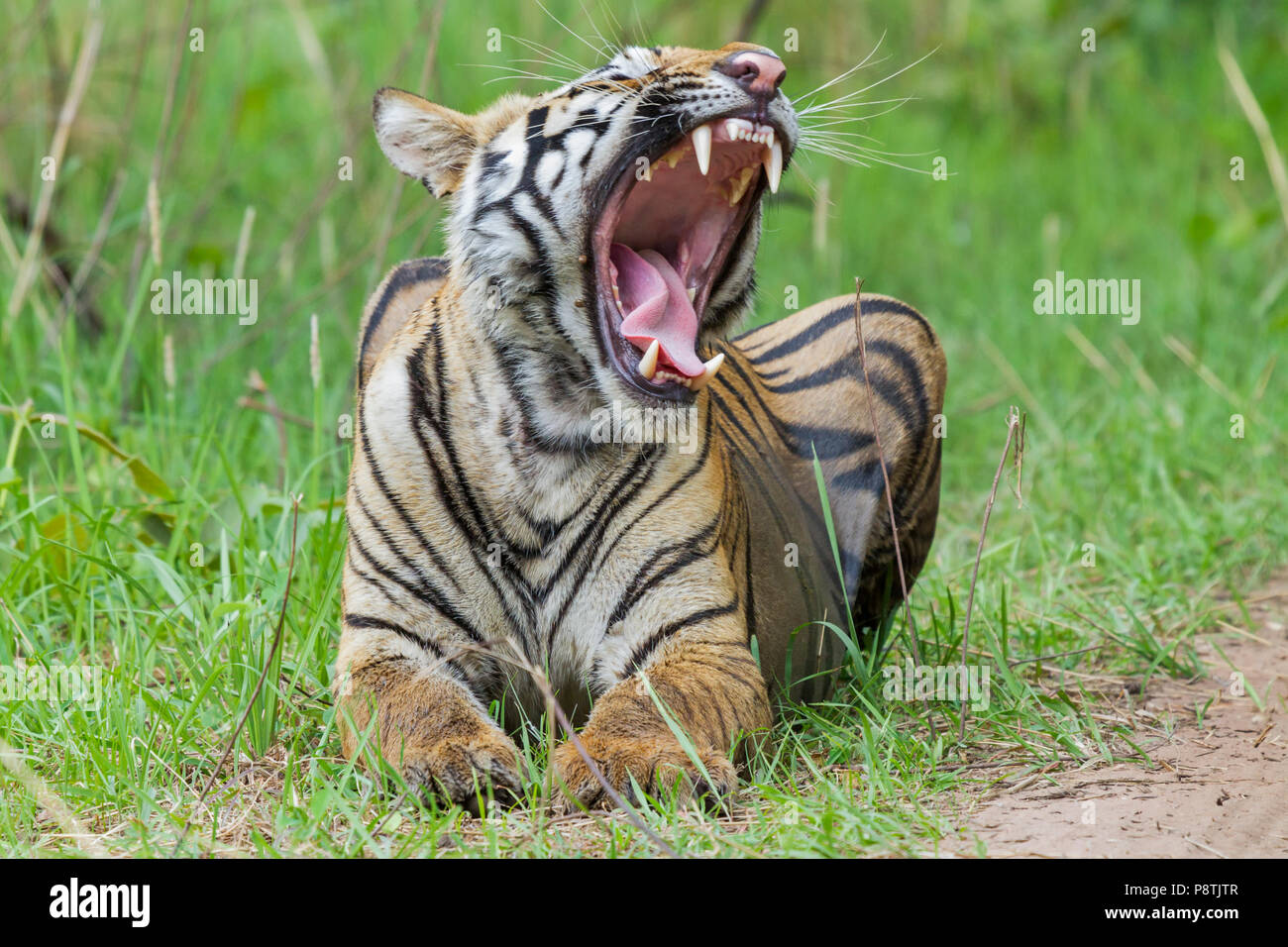Royal Bengal Tiger oder Panthera tigris oder indische Tiger Gähnen an Tadoba Nationalpark, Maharashtra, Indien Stockfoto