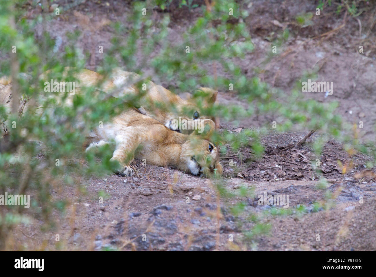 Asiatische Löwen oder Panthera leo leo Jungen am Gir Nationalpark Gujarat Indien Stockfoto