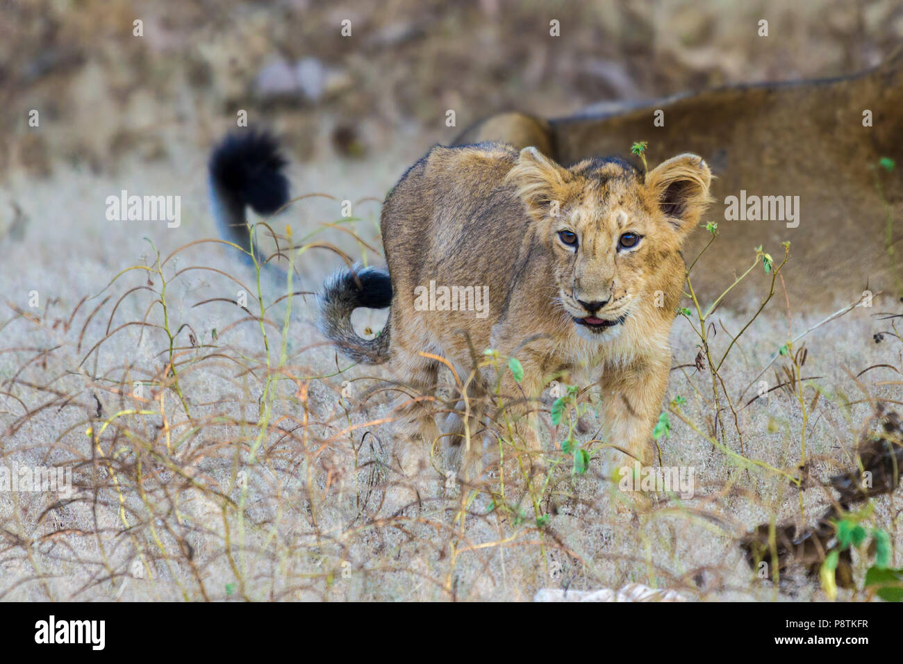 Asiatische Löwen oder Panthera leo leo Cub an Gir Nationalpark Gujarat Indien Stockfoto