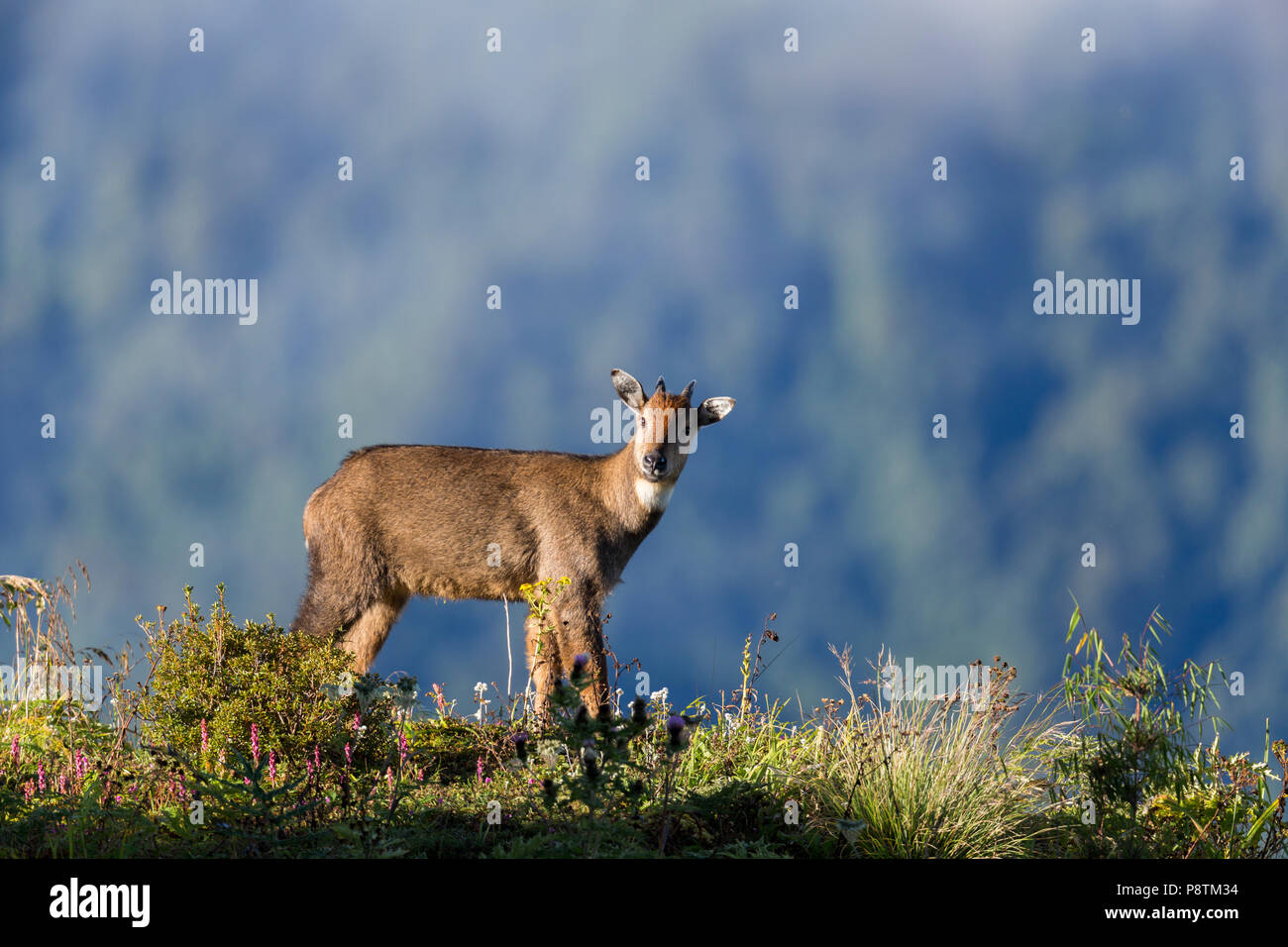 Wild Himalayan goral oder Naemorhedus goral in Silk Route Zuluk Sikkim Himalaya Indien Stockfoto