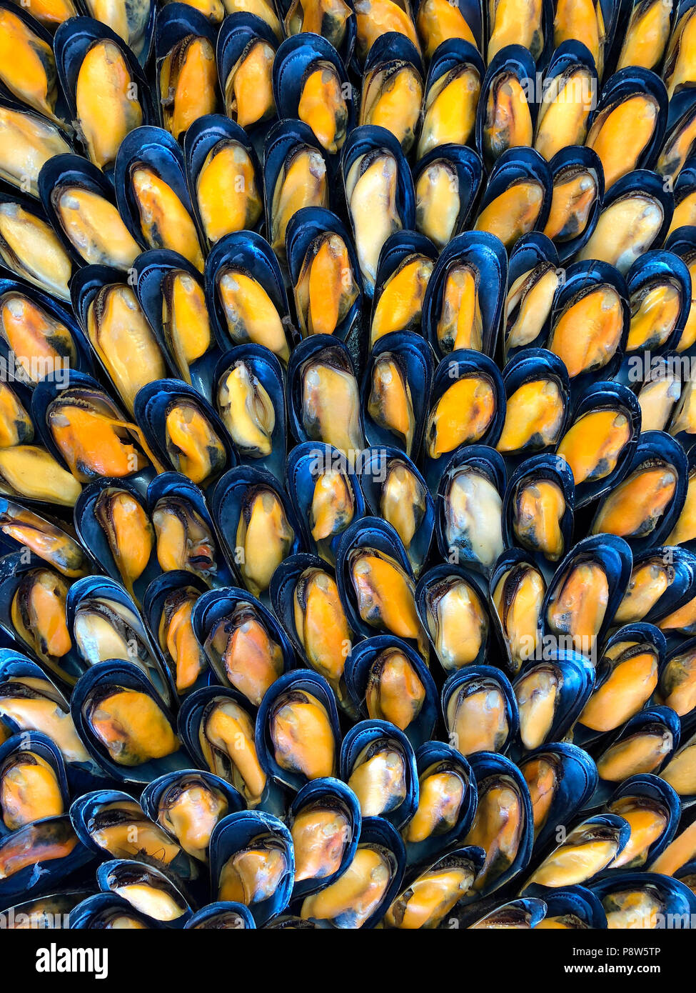 Meeresfrüchte - Auswahl an frischen Muscheln Stockfoto