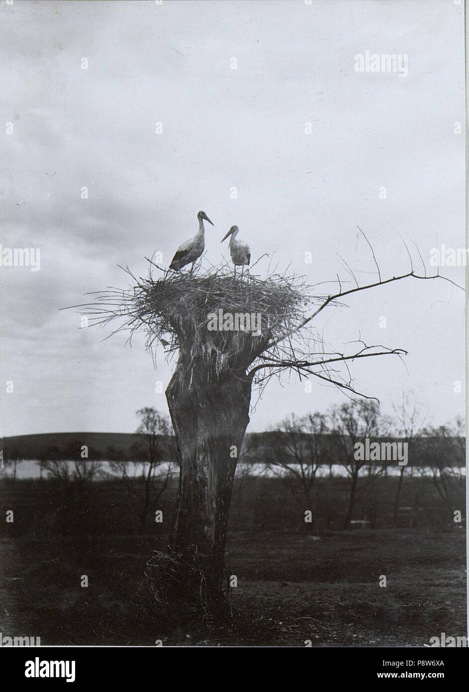 . 52 Baumstumpf mit storchnest an der Straße in Knihinicze. (BildID) 15729290 Stockfoto
