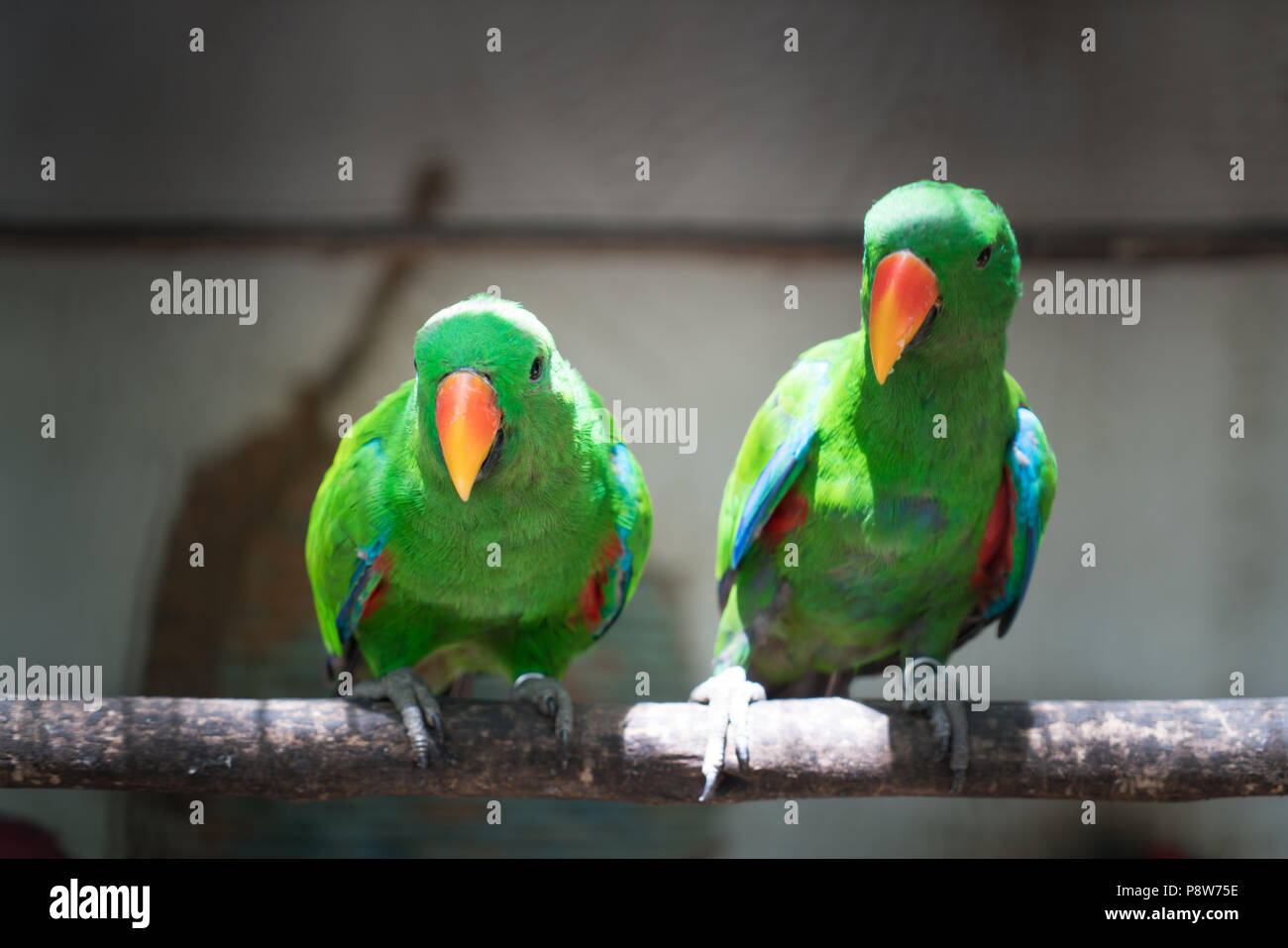 Paar Grün Rot Sittich Alexandrine Parakeet Papageien an Holz Niederlassung in Dschungel hocken. Stockfoto