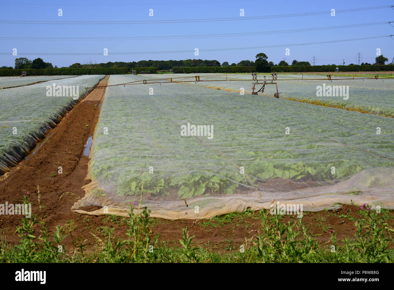 Drehmittelpunkt Boom die Bewässerung System im Einsatz bei Dürre im Feld mit Kunststoff laubdecken Feuchtigkeit zu binden und Unkraut york Vereinigtes Königreich unterdrücken Stockfoto