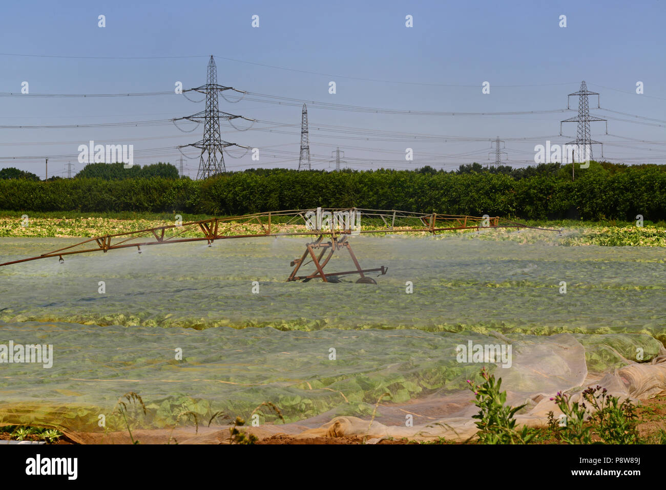 Drehmittelpunkt Boom die Bewässerung System im Einsatz bei Dürre im Feld mit Kunststoff laubdecken Feuchtigkeit zu binden und Unkraut york Vereinigtes Königreich unterdrücken Stockfoto
