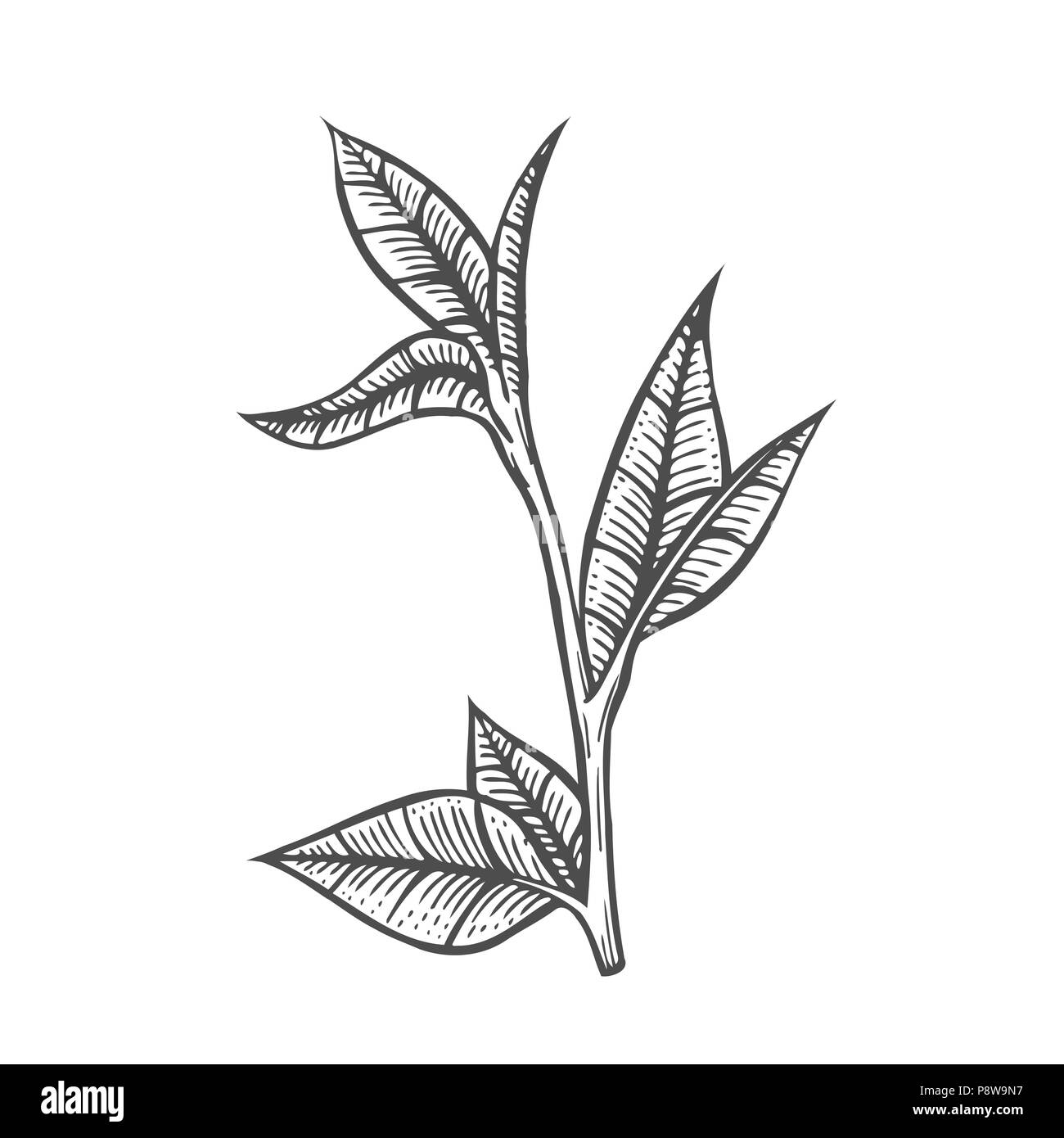 Skizze Zweig der Blätter von Hand auf einem isolierten Hintergrund Stock Vektor
