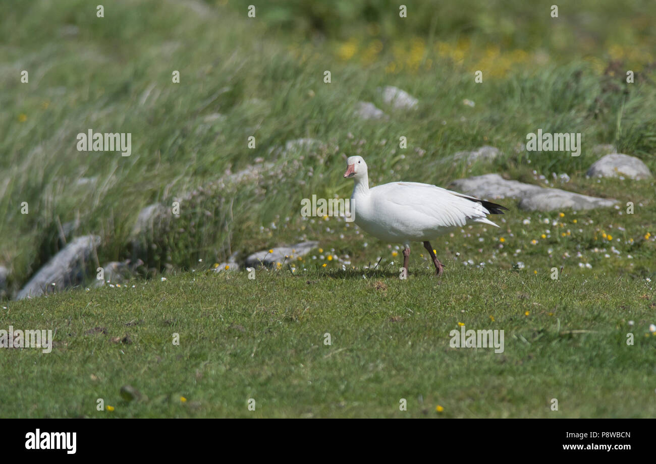 Schneegans (Anser Caerulescens). Der lange Aufenthalt Vogel bei Grutness, Shetland, Juni 2018 Stockfoto