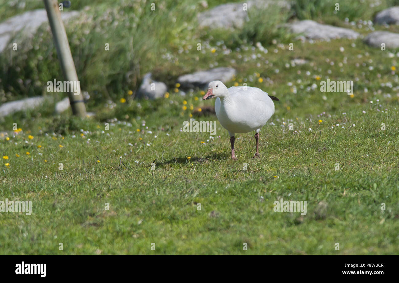 Schneegans (Anser Caerulescens). Der lange Aufenthalt Vogel bei Grutness, Shetland, Juni 2018 Stockfoto