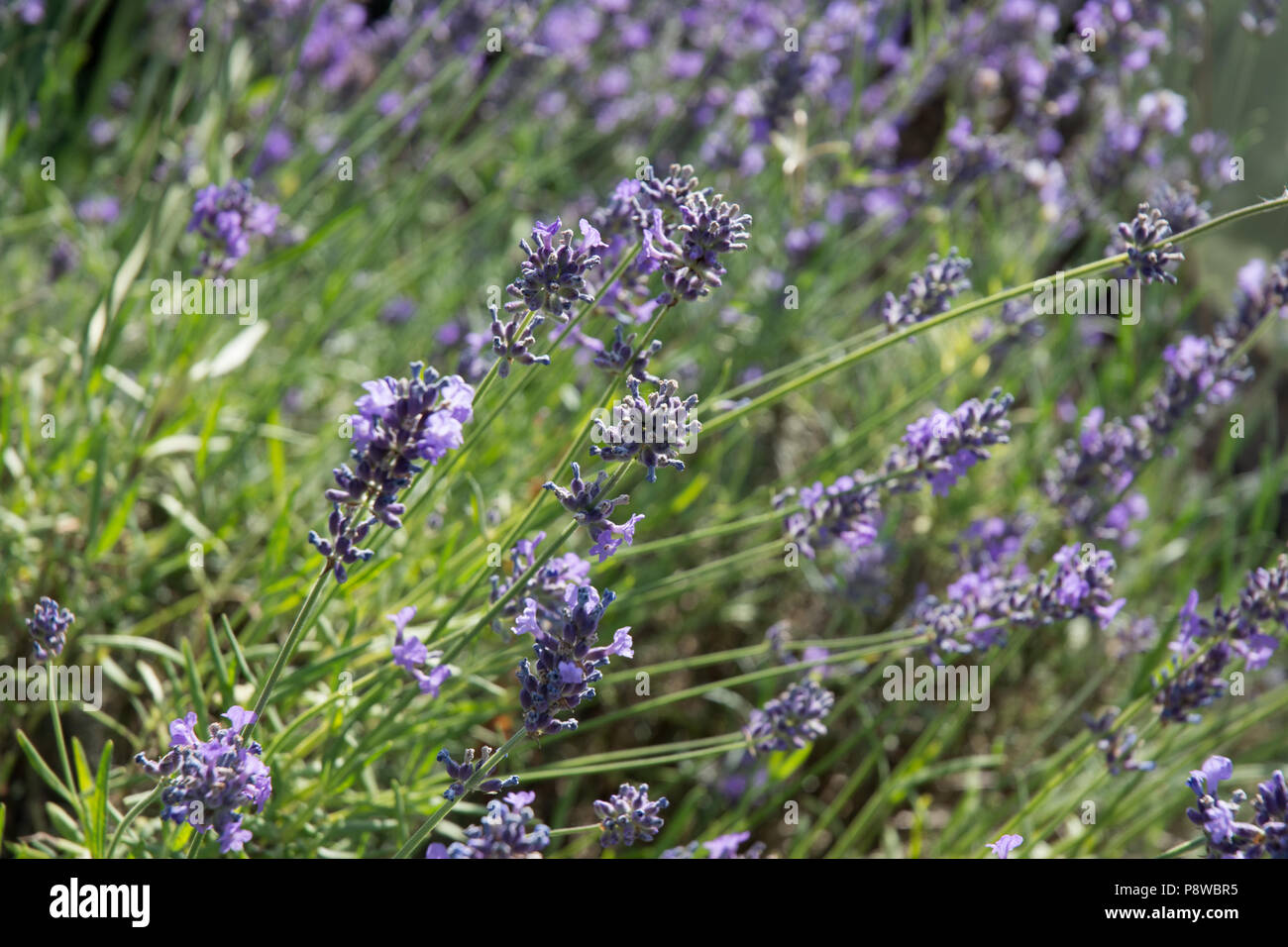 Beliebte pflanzen Fotos und Bildmaterial in hoher Auflösung Alamy