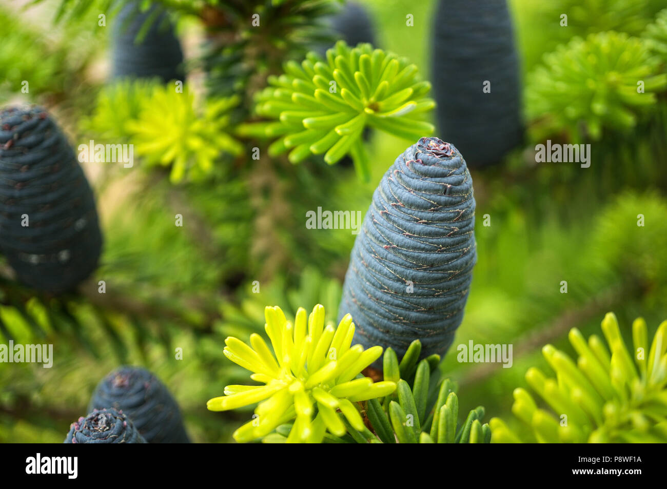 Schöne junge tannenzapfen auf dem Hintergrund von Niederlassungen. Weihnachten Hintergrund. Stockfoto