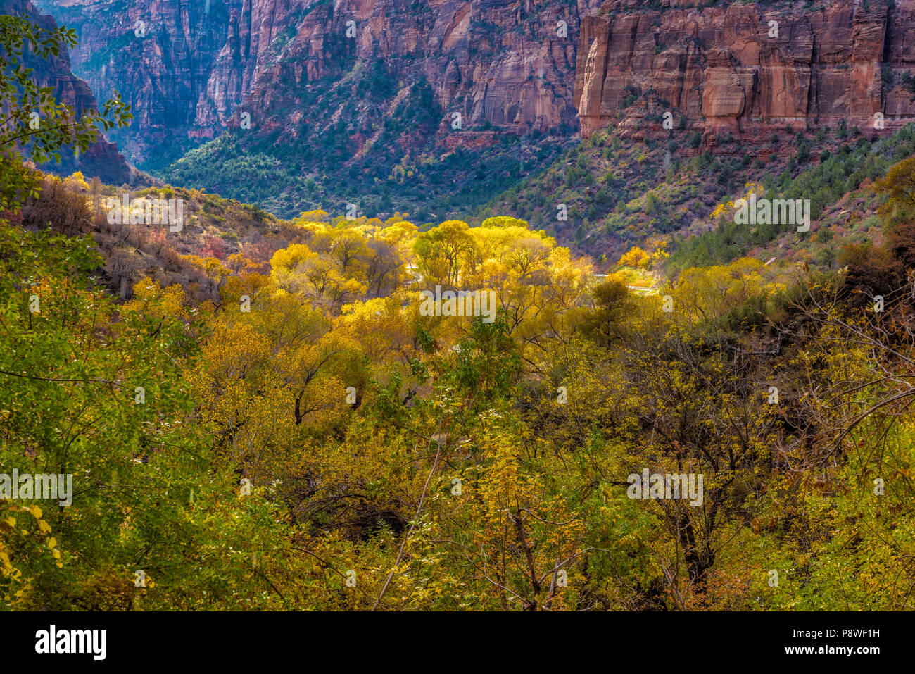 Herbst Farbe in Zion Canyon, Zion National Park, Utah. Stockfoto