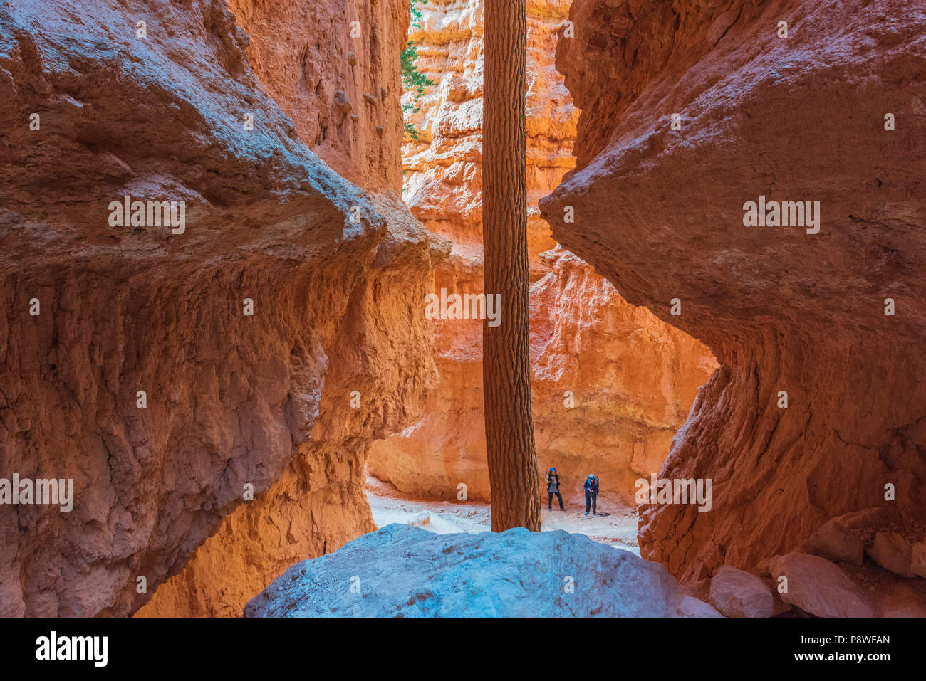 Navajo Trail im Bryce Canyon National Park in Utah Stockfoto