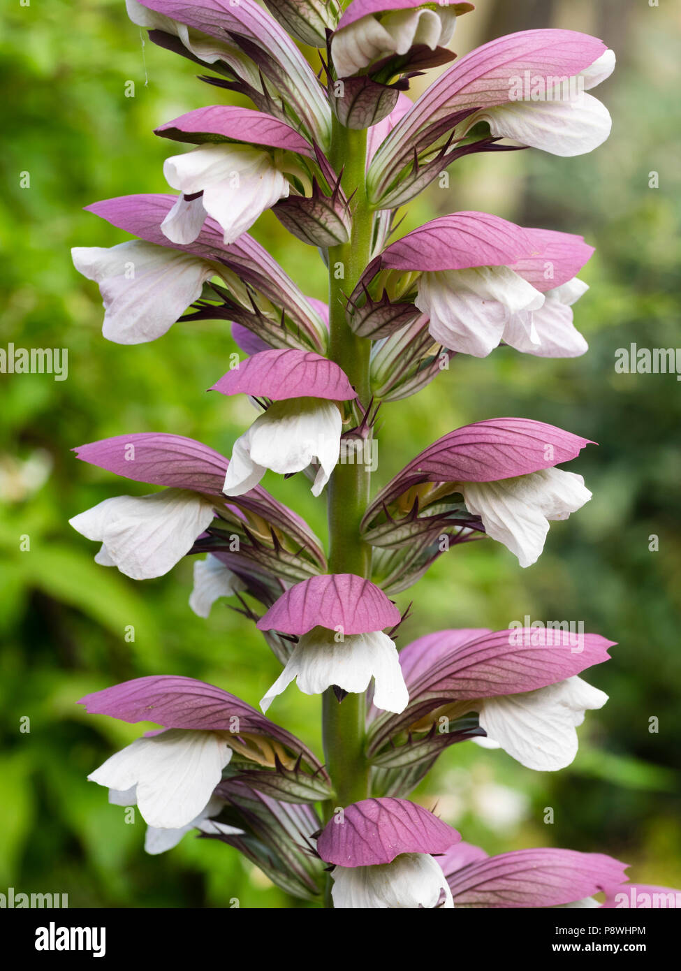 Nahaufnahme der weißen Blüten und Lila hüllblätter in einer Blume spike Der winterharte Staude trägt Hosen, Acanthus Mollis, Stockfoto