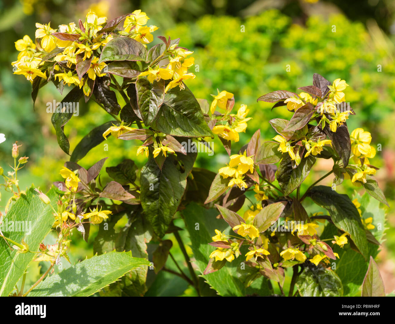 Bronze Laub und gelbe Blätter der Hardy, Sommer blühende Staude, Lysimachia ciliata 'Firecracker' Stockfoto
