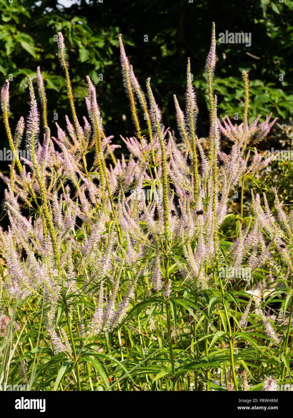 Blass Lavendel Blumen, die in der Verzweigung Spitzen der Hohen, Sommer blühende Staude, Veronicastrum virginicum 'Lavendelturm' Stockfoto