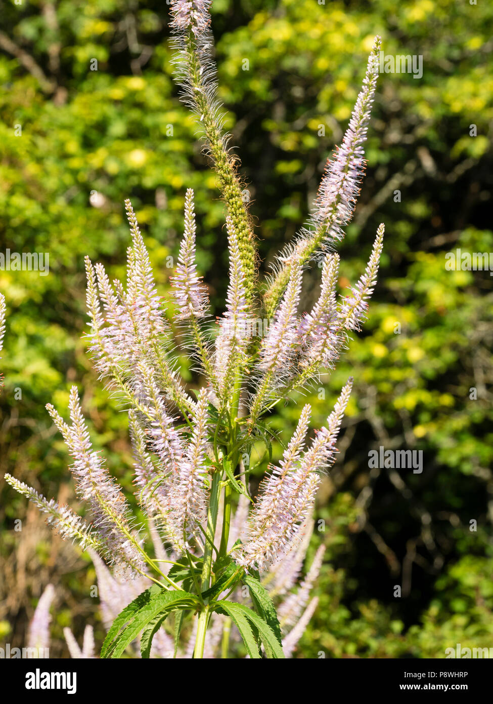 Blass Lavendel Blumen, die in der Verzweigung Spitzen der Hohen, Sommer blühende Staude, Veronicastrum virginicum 'Lavendelturm' Stockfoto