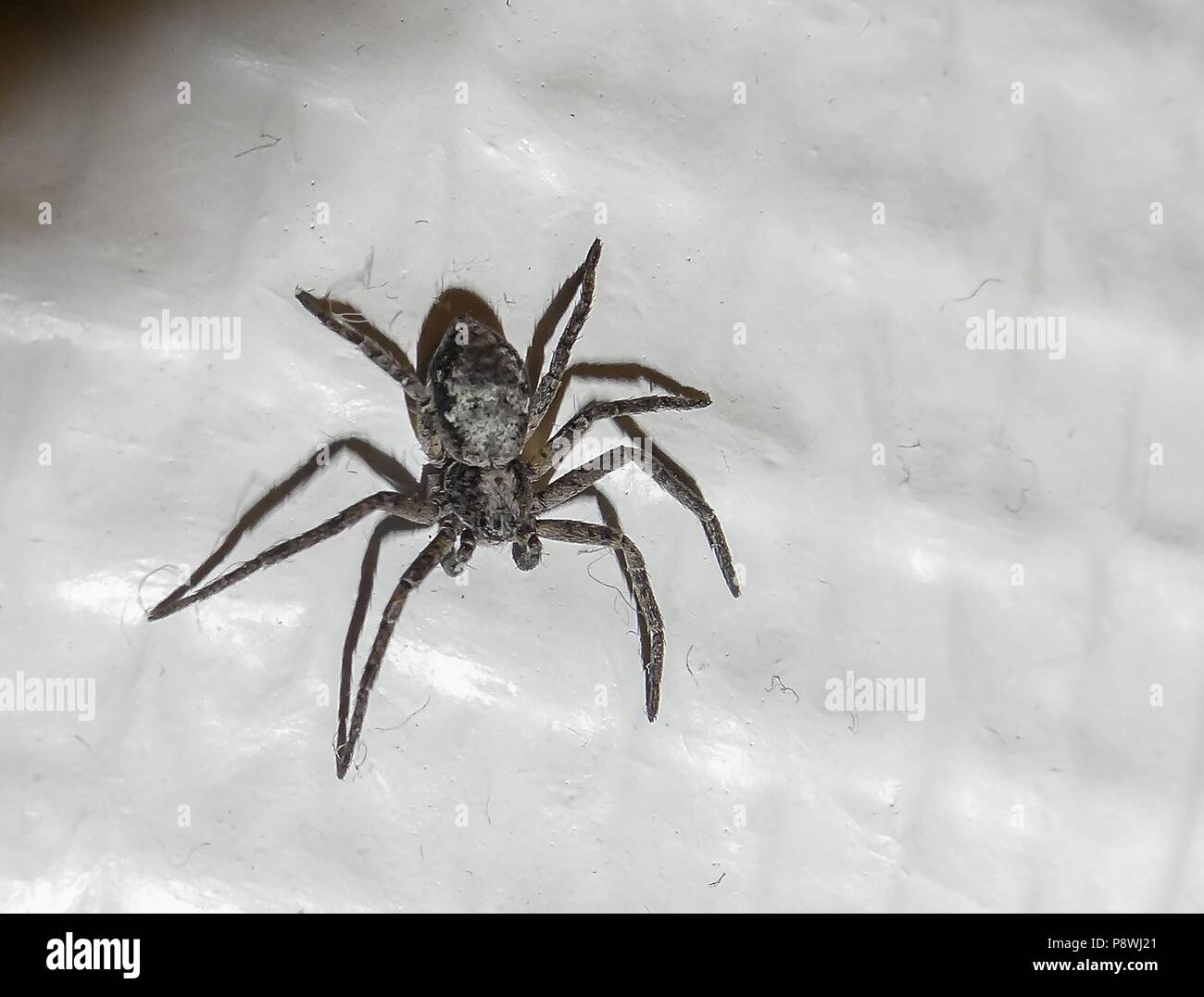 Kleine Spinne Im Haus November 2016 Verwendung Weltweit