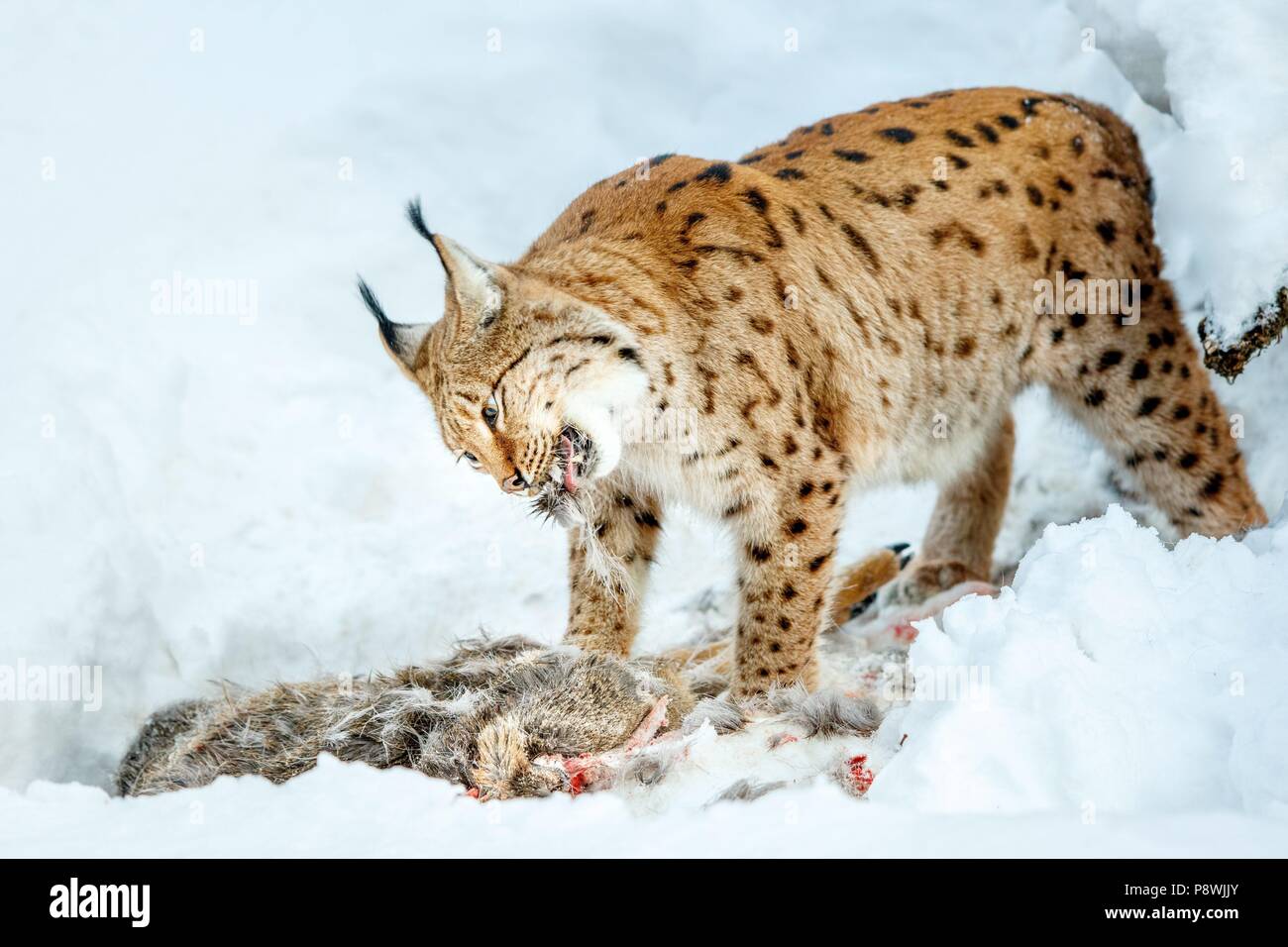 Ein Luchs (Lynx lynx) hat ein Reh im schneereichen Winter gefangen und es isst. Erwachsene Luchse durchschnittlich ein Rotwild während der Woche. Sie essen es wieder und wieder, in der es gut im Wald versteckt ist. | Verwendung weltweit Stockfoto