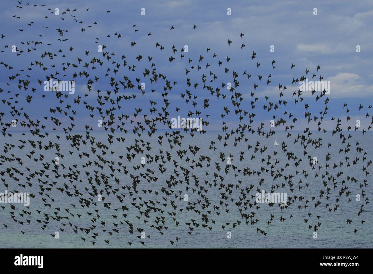Europäische Star (Sturnus vulgaris), riesige Herde Ostsee fliegen mit dem Segelboot im Hintergrund, Insel Rügen, Ostsee, Deutschland | Verwendung weltweit Stockfoto