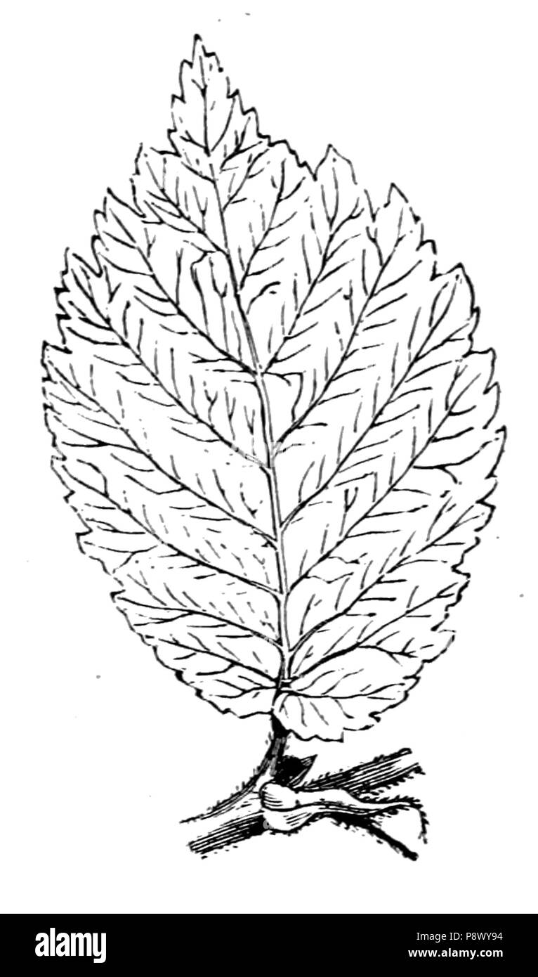 105 De voeding der planten (1886) p031 afb 05 Stockfoto