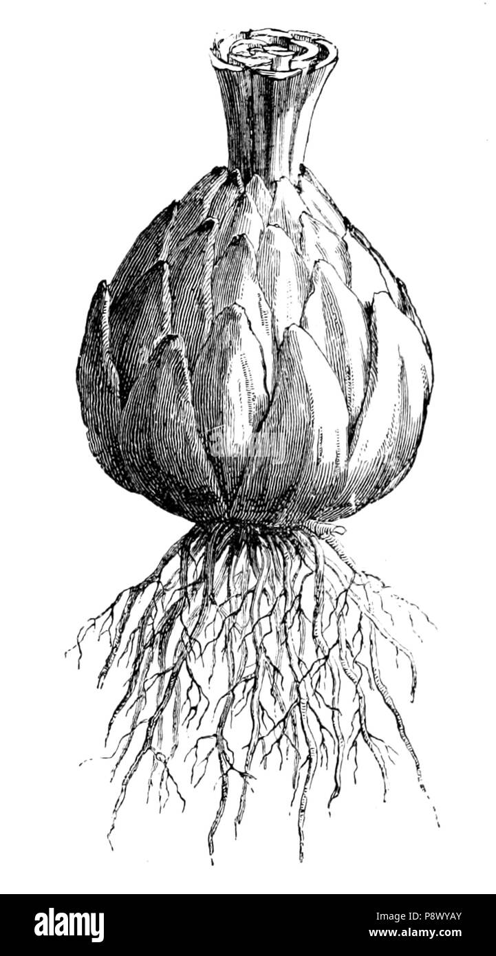 105 De voeding der planten (1886) p090 afb 35 Stockfoto