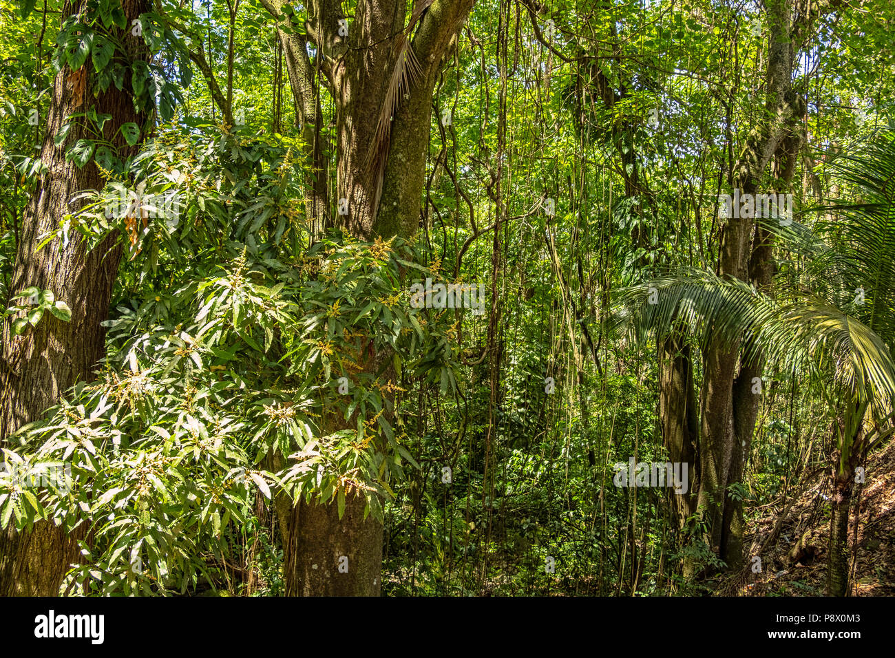 Dicht und gesund Foilage in einem Regenwald Landschaft Stockfoto