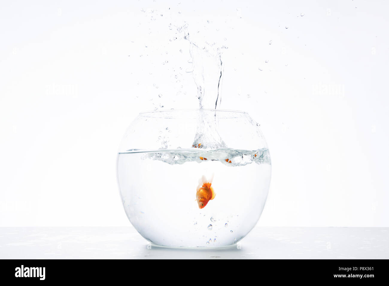 springen von Goldfisch Aquarium auf weißem Hintergrund Stockfoto